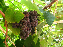 winogrona-jessica-wilson